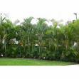 /album/paisagismo/areca-bambu-jpg/